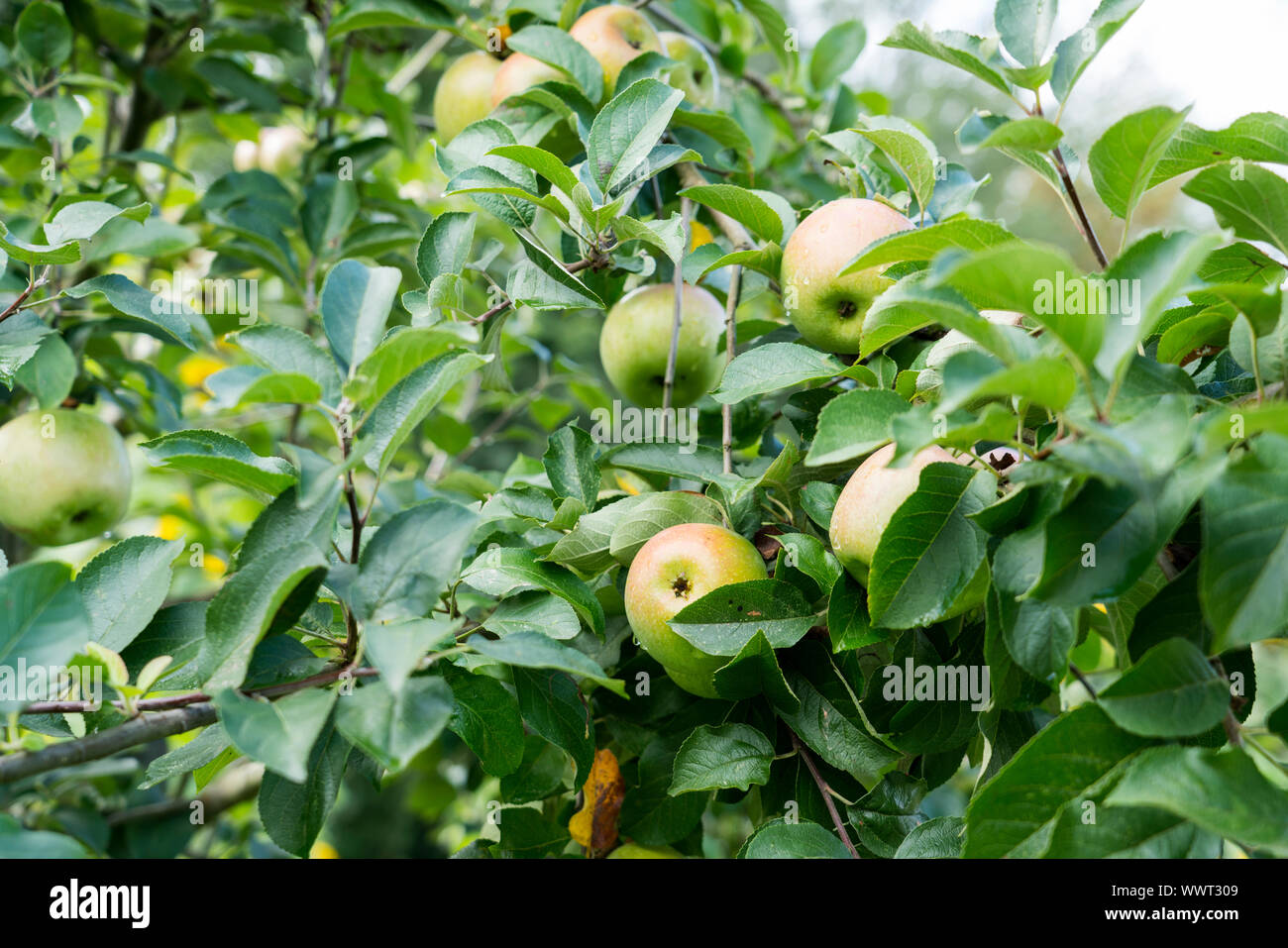 Celler Dickstiel, Krügers Dickstiel, apple, old variety, Germany, Europe Stock Photo