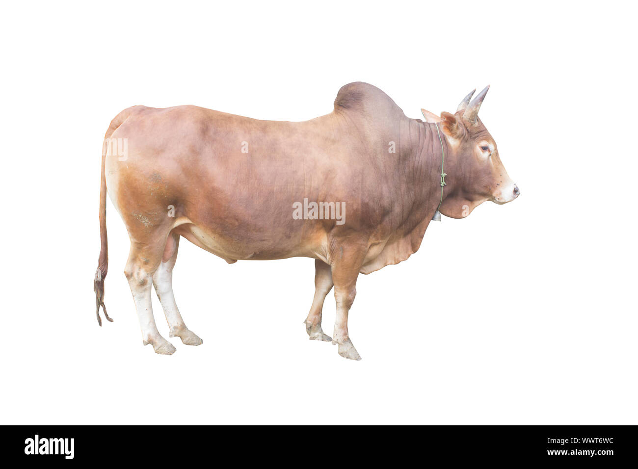 brown cow pull cute with white isolated clipping path background Stock Photo