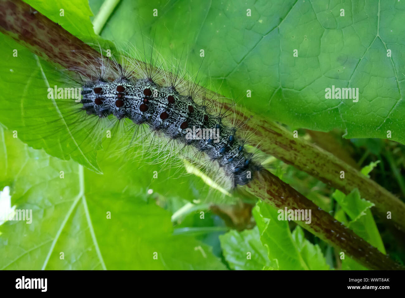 Lymantria dispar caterpillars move in forest Stock Photo - Alamy