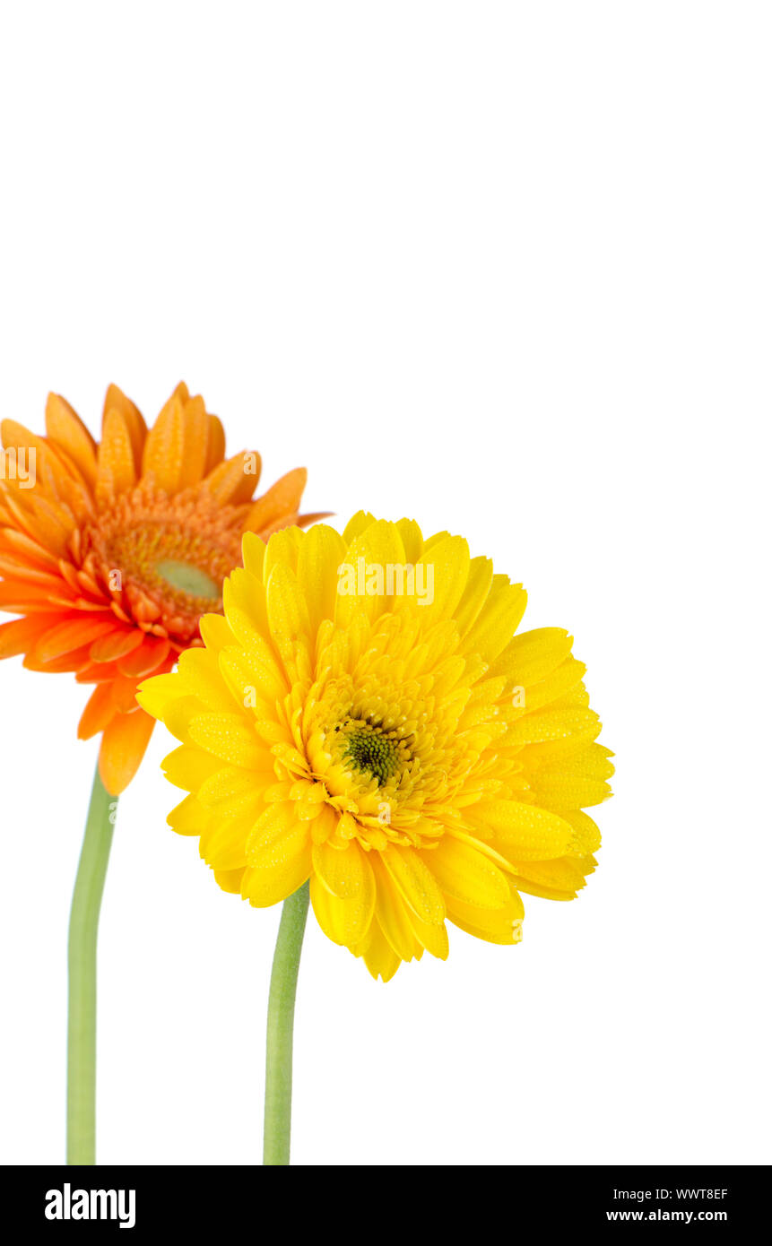 Two pink gerbera daisies hires stock photography and images Alamy