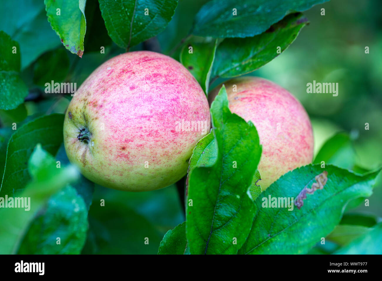 Finkenwerder Herbstprinz, apple, old variety, Germany, Europe Stock Photo