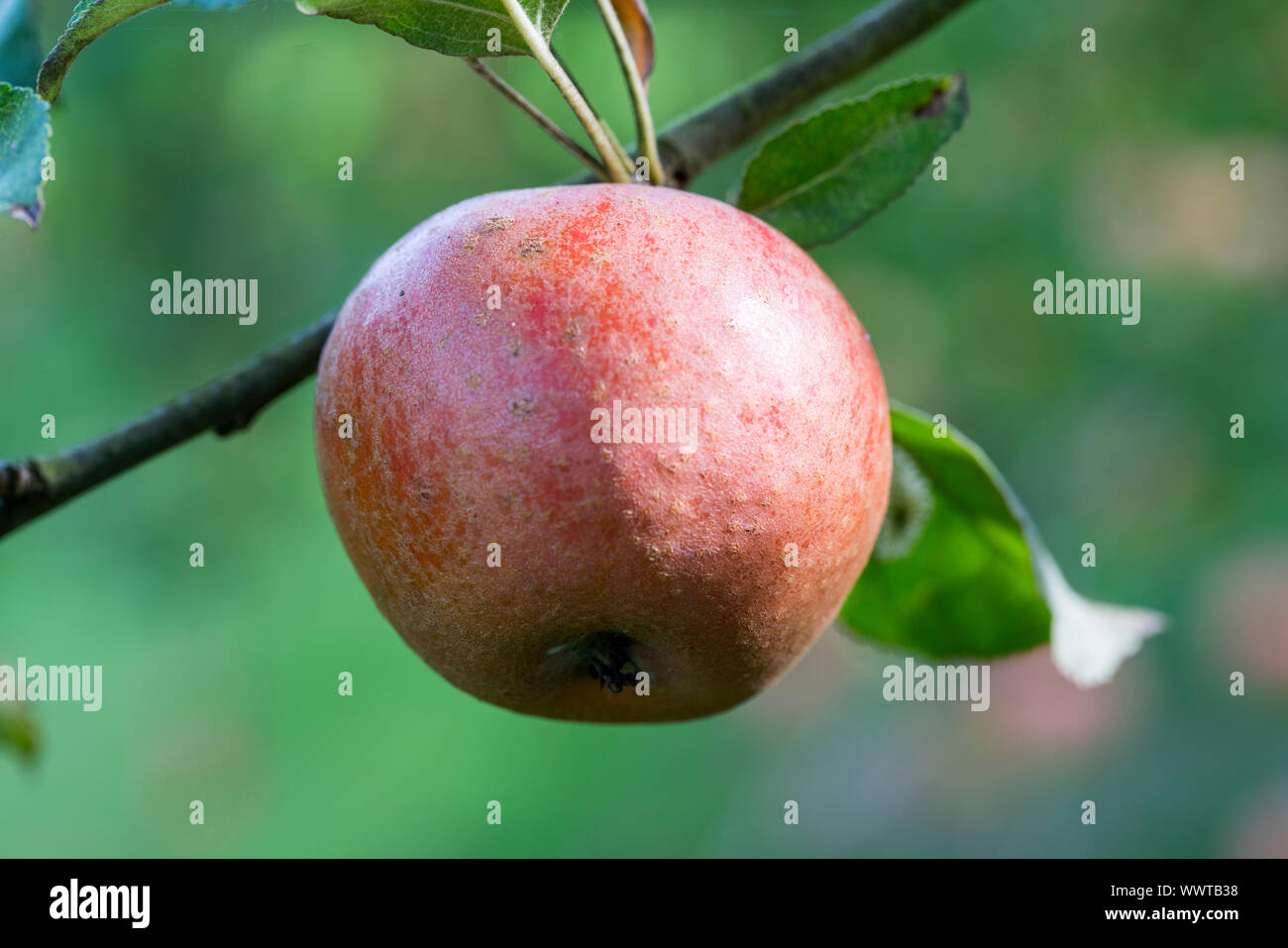 Hadelner Rotfranch, apple, old variety, Germany, Europe Stock Photo