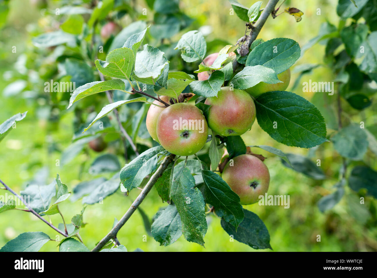 Bremervörder Winterapfel, apple, old variety, Germany, Europe Stock Photo