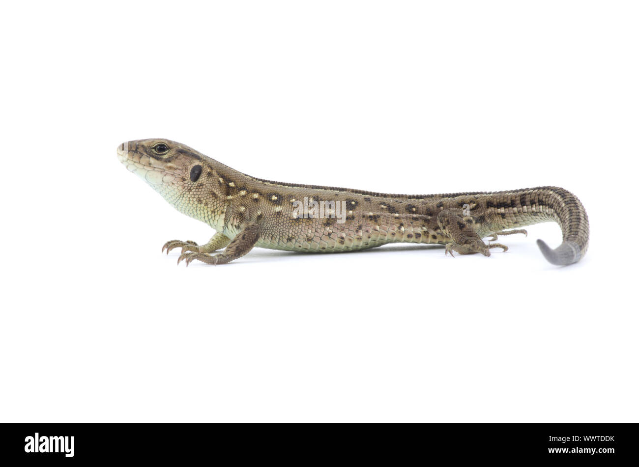 Small Rgv Lizard Small lizard isolated on white Stock Photo - Alamy