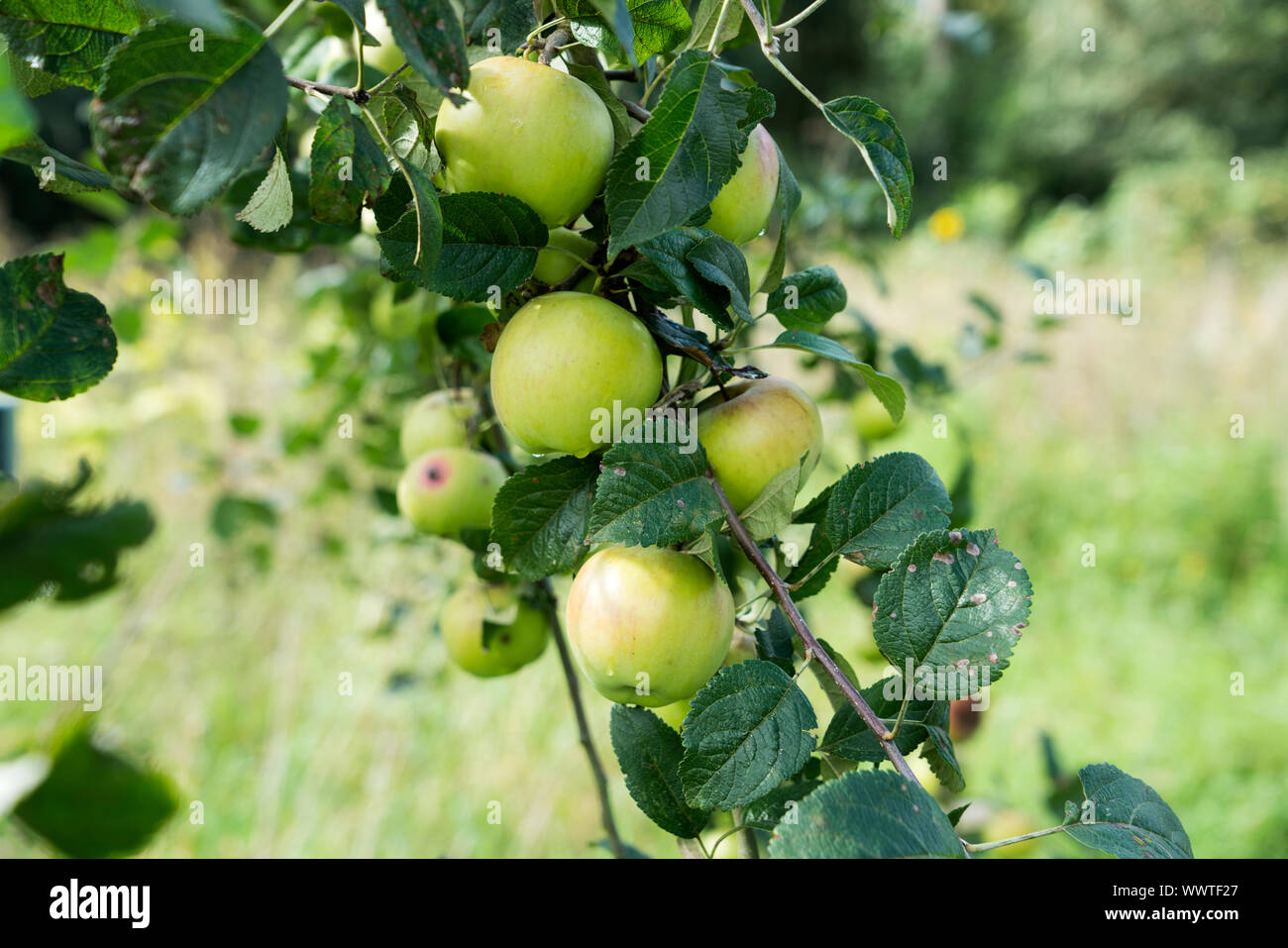 Stina Lohmann, apple, old variety, Germany, Europe Stock Photo