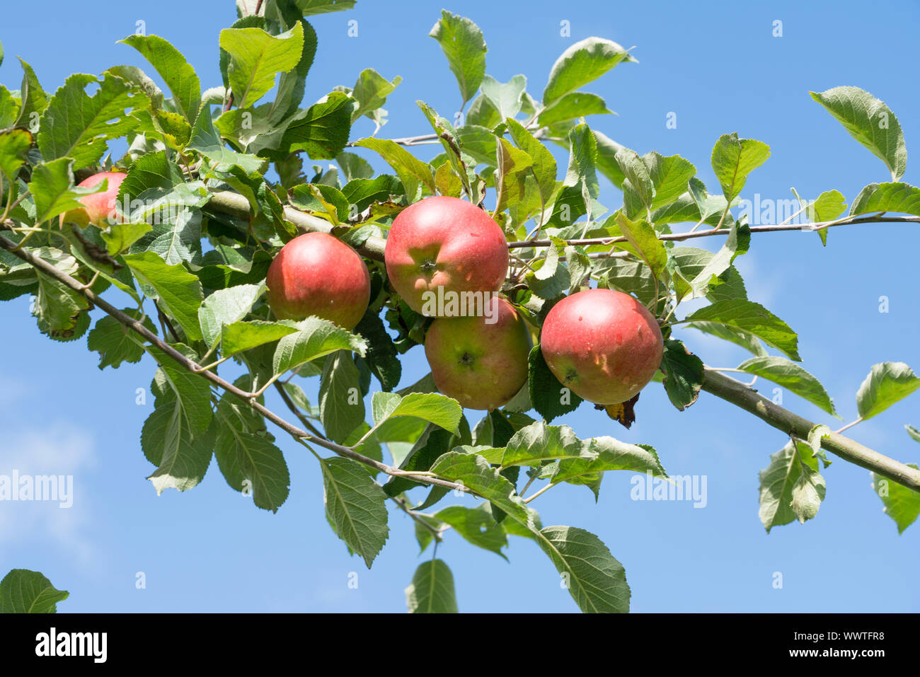 Pannemanns Tafelapfel, apple, old variety, Germany, Europe Stock Photo