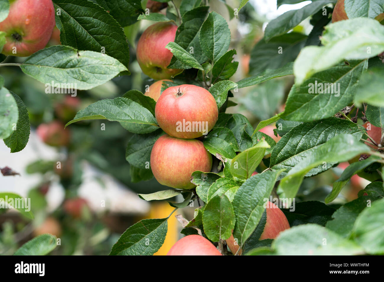 Danziger Kantapfel, apple, old variety, Germany, Europe; Stock Photo