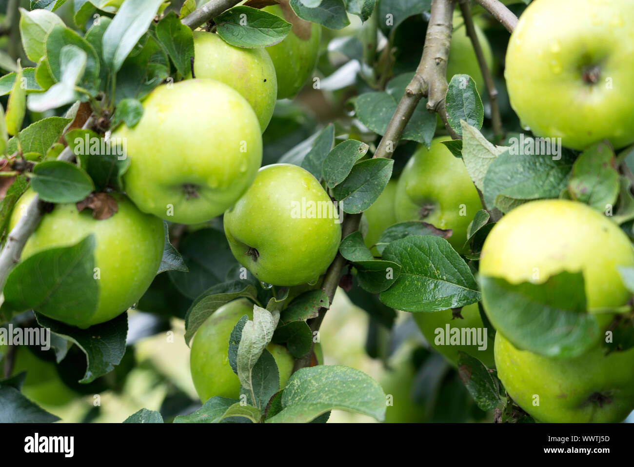 Seestermüher Zitronenapfel, apple, old variety, Germany, Europe; Stock Photo