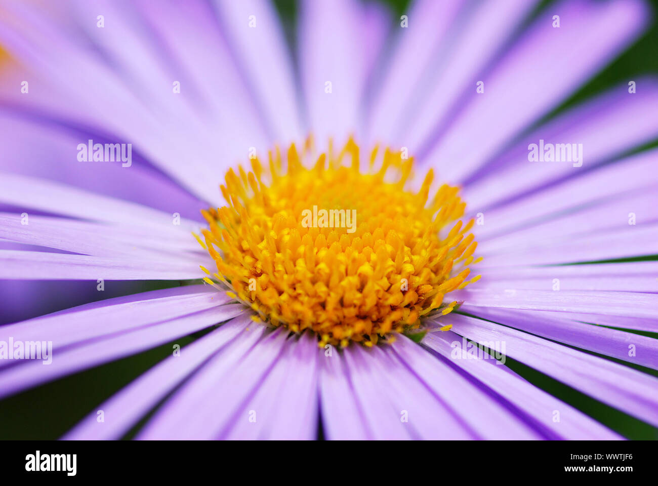 Image of beautiful  violet flower Stock Photo