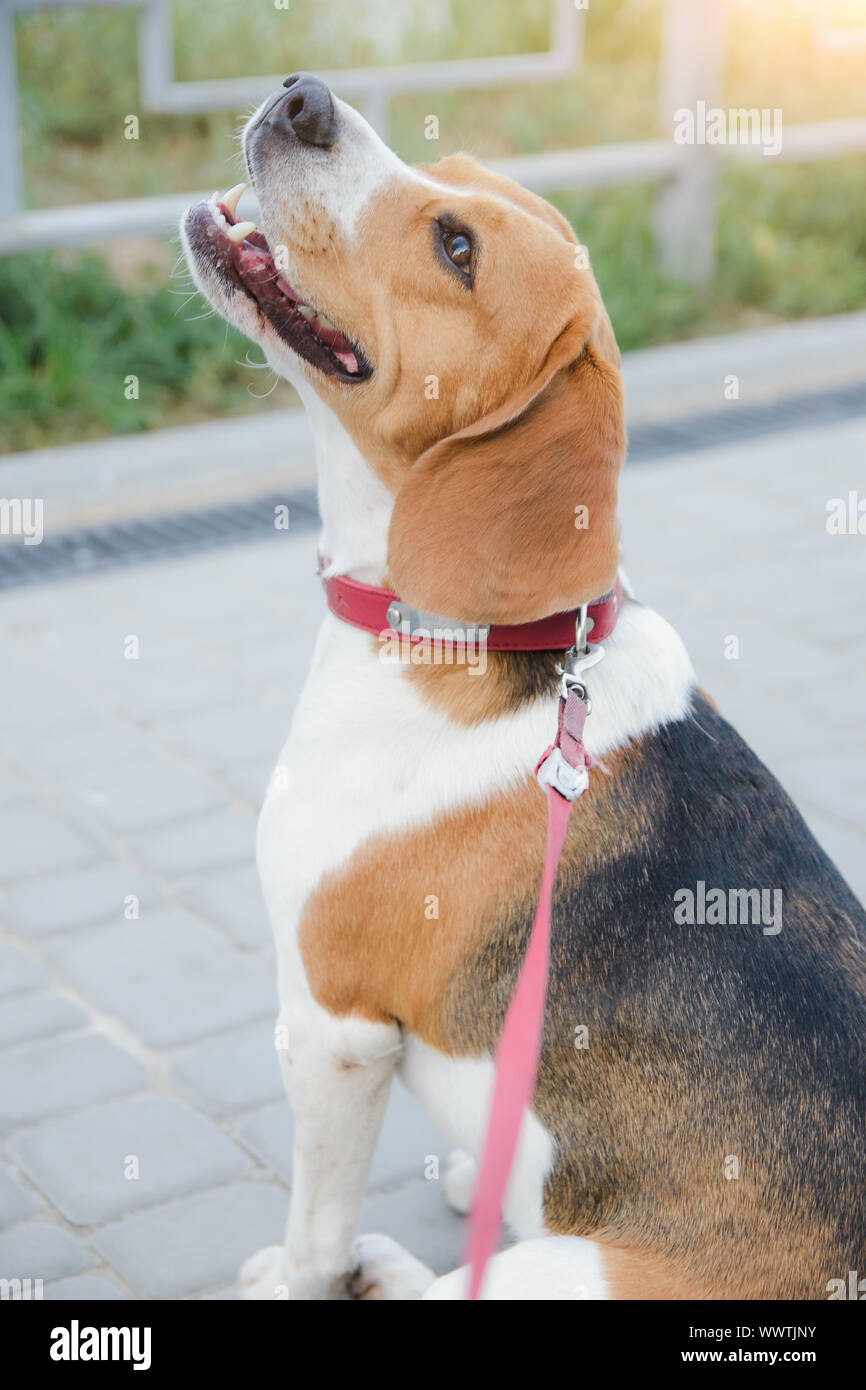 Beagles leash hires stock photography and images Alamy