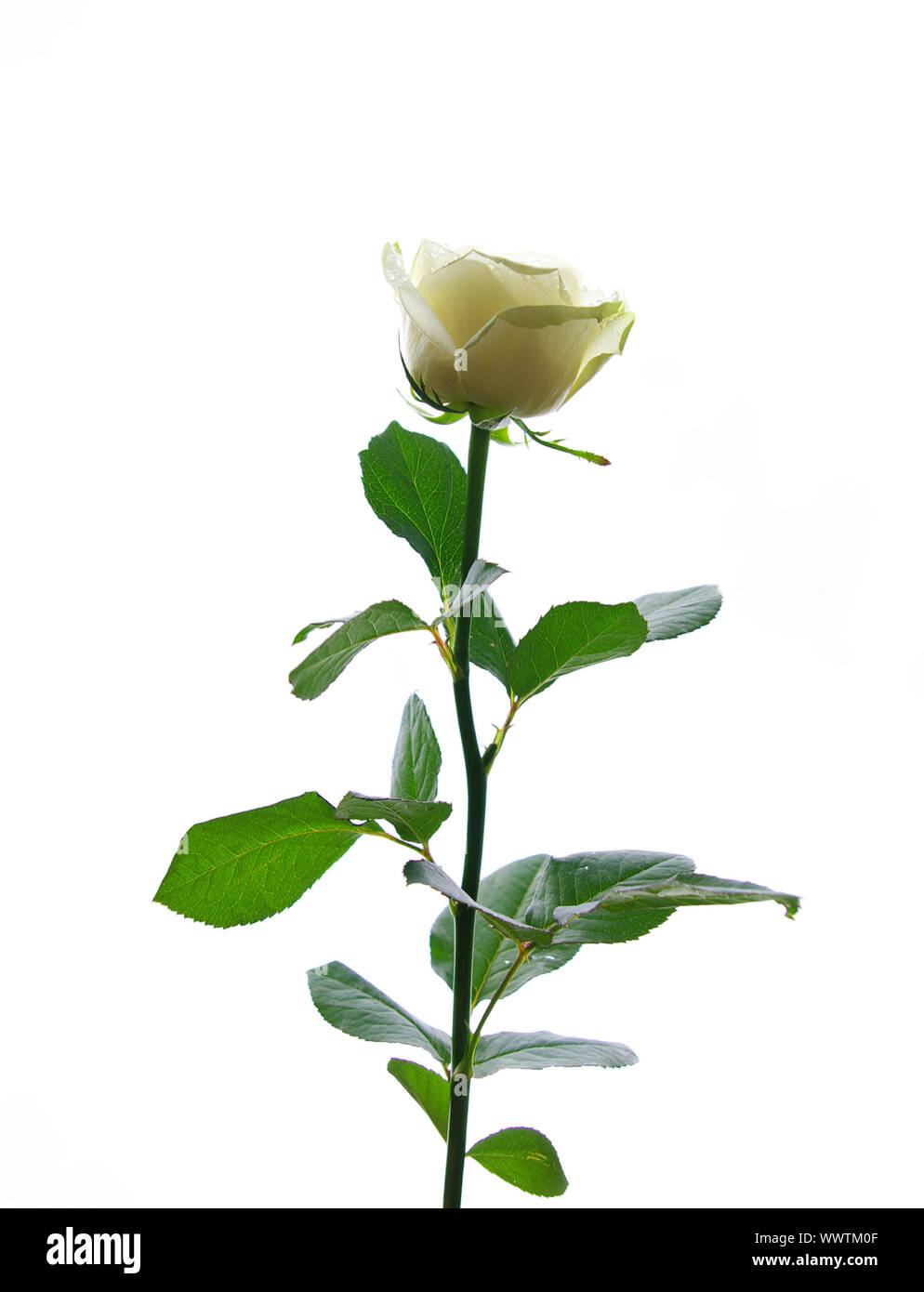 white rose is isolated on a white background Stock Photo - Alamy