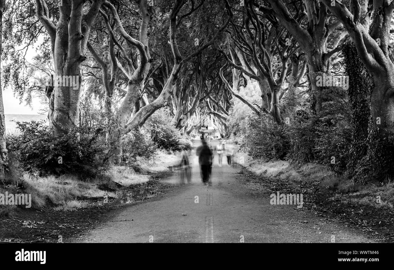 Long Exposure of the Dark Hedges, Ballymoney, Northern Ireland in Black and White Stock Photo