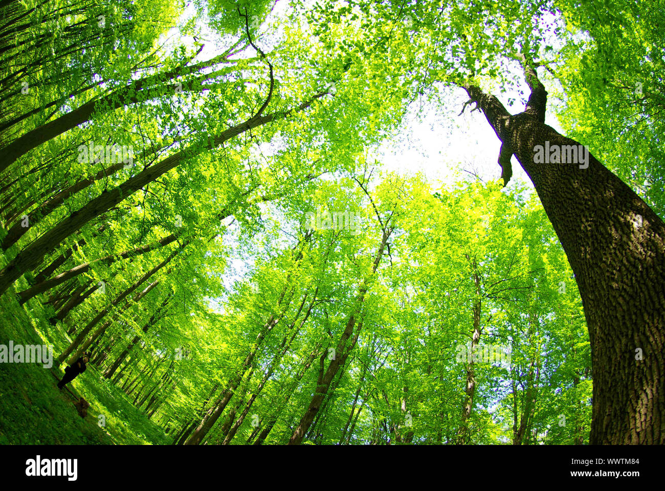 Early morning sun in the green forest Stock Photo - Alamy