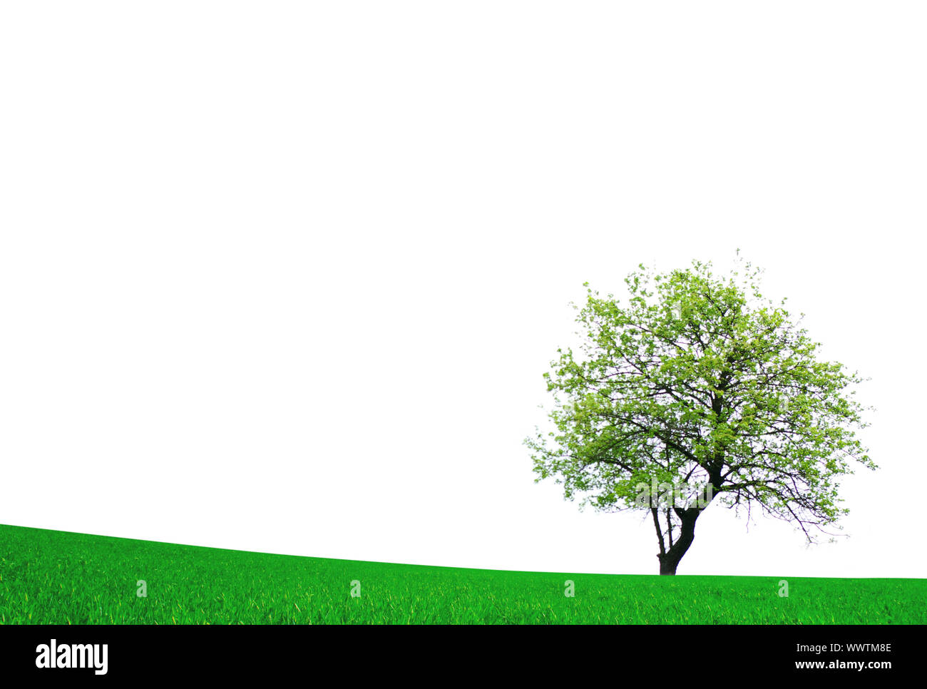 tree with green leaves isolated on white background Stock Photo - Alamy