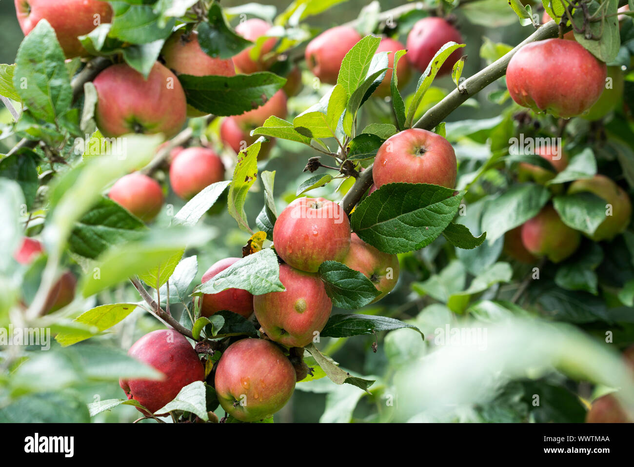 Danziger Kantapfel, apple, old variety, Germany, Europe Stock Photo