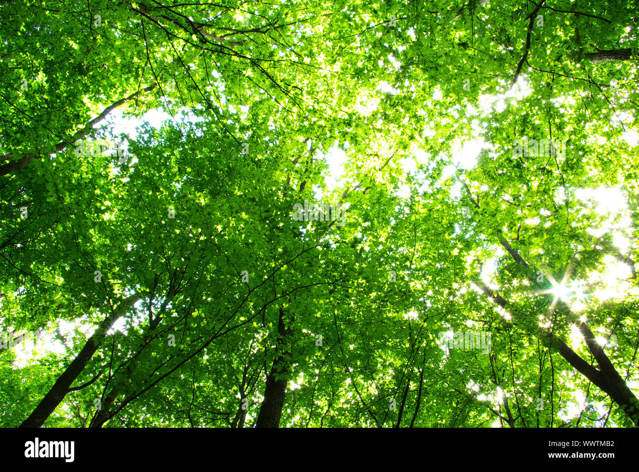 green forest background in sunny day Stock Photo - Alamy