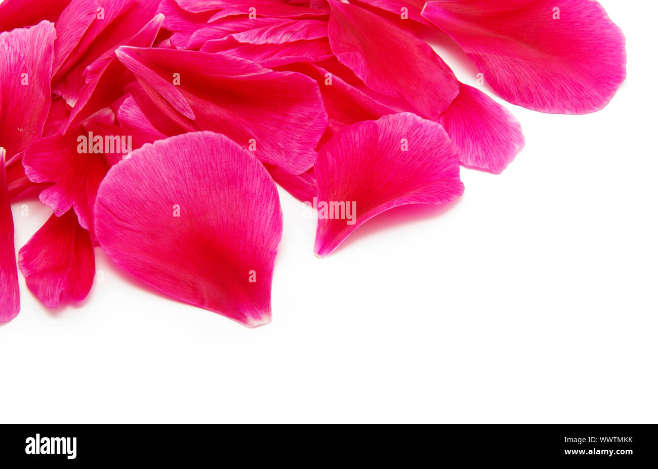 rose petals isolated on a white background Stock Photo - Alamy
