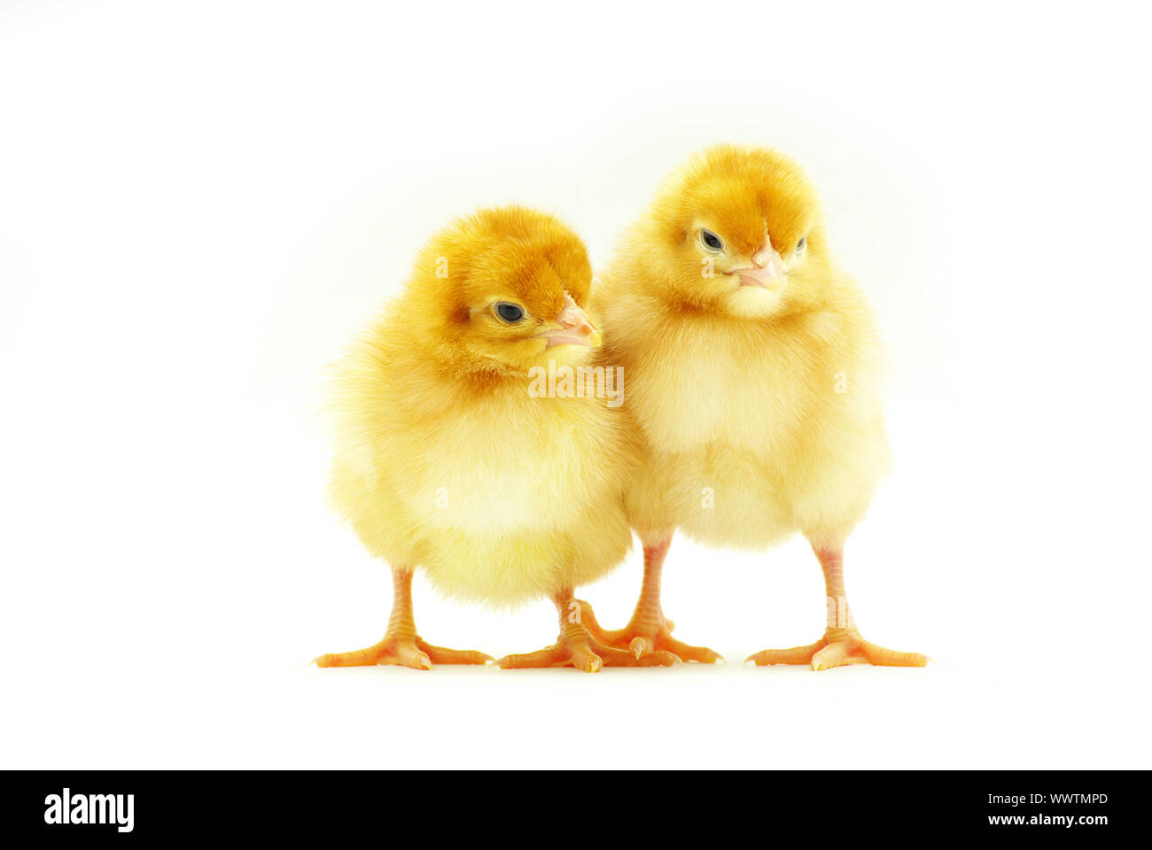 Cute little baby chicken isolated on white background Stock Photo - Alamy