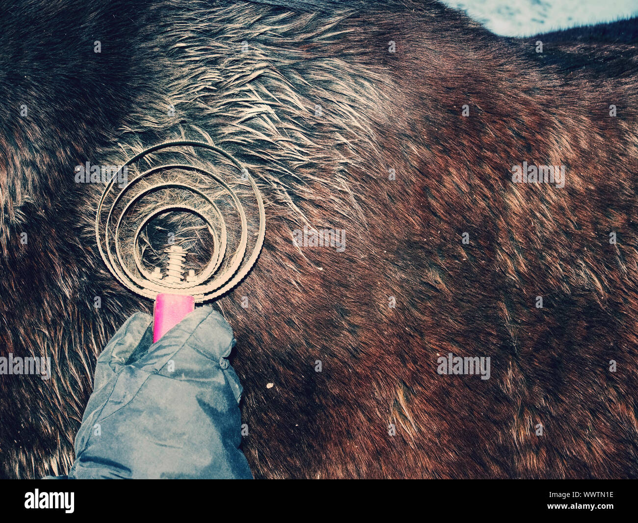 Girl hand brushes horse winter fur  from muddy pieces and dust. light reflection Stock Photo