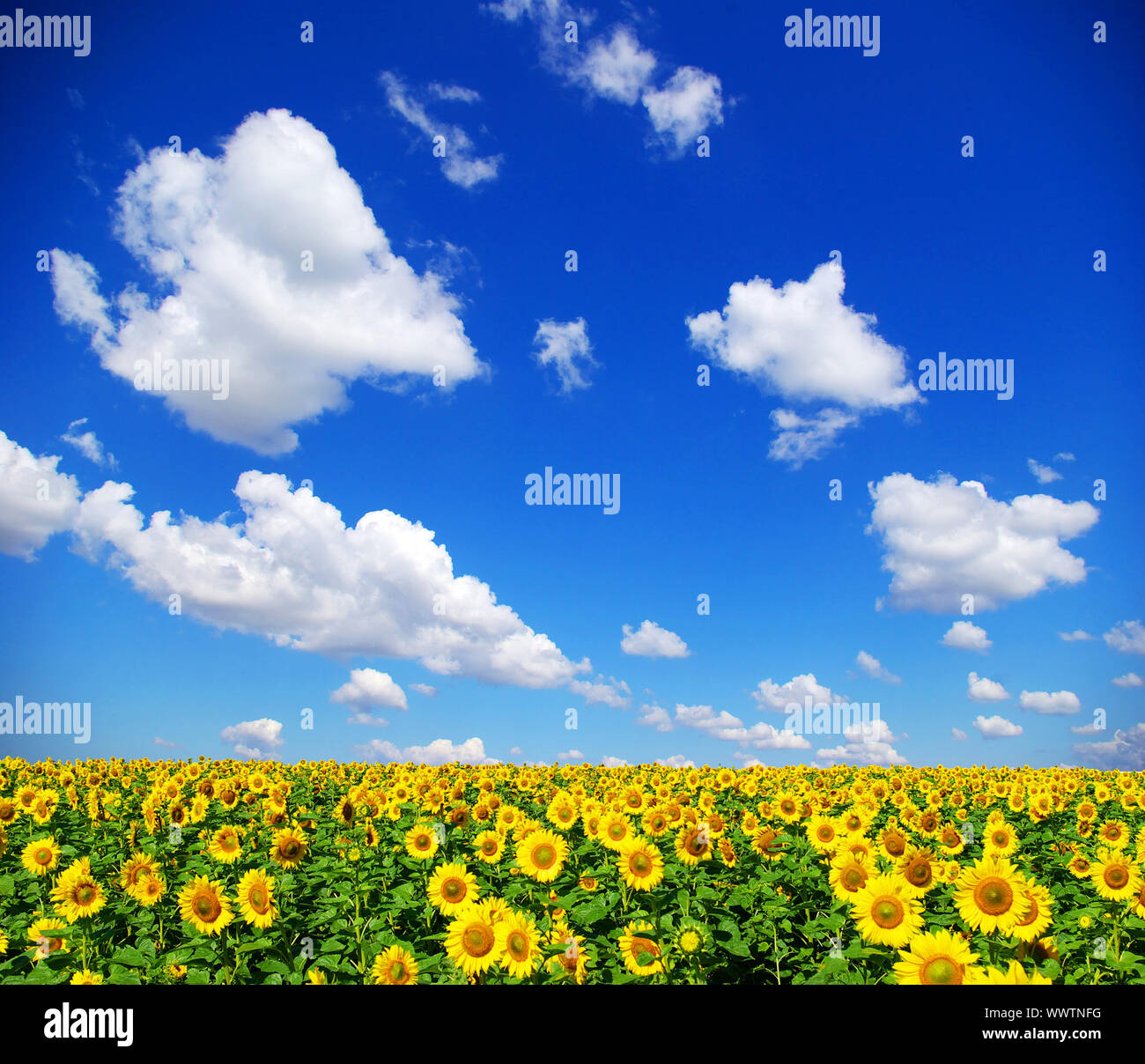 sunflower field over cloudy blue sky Stock Photo - Alamy