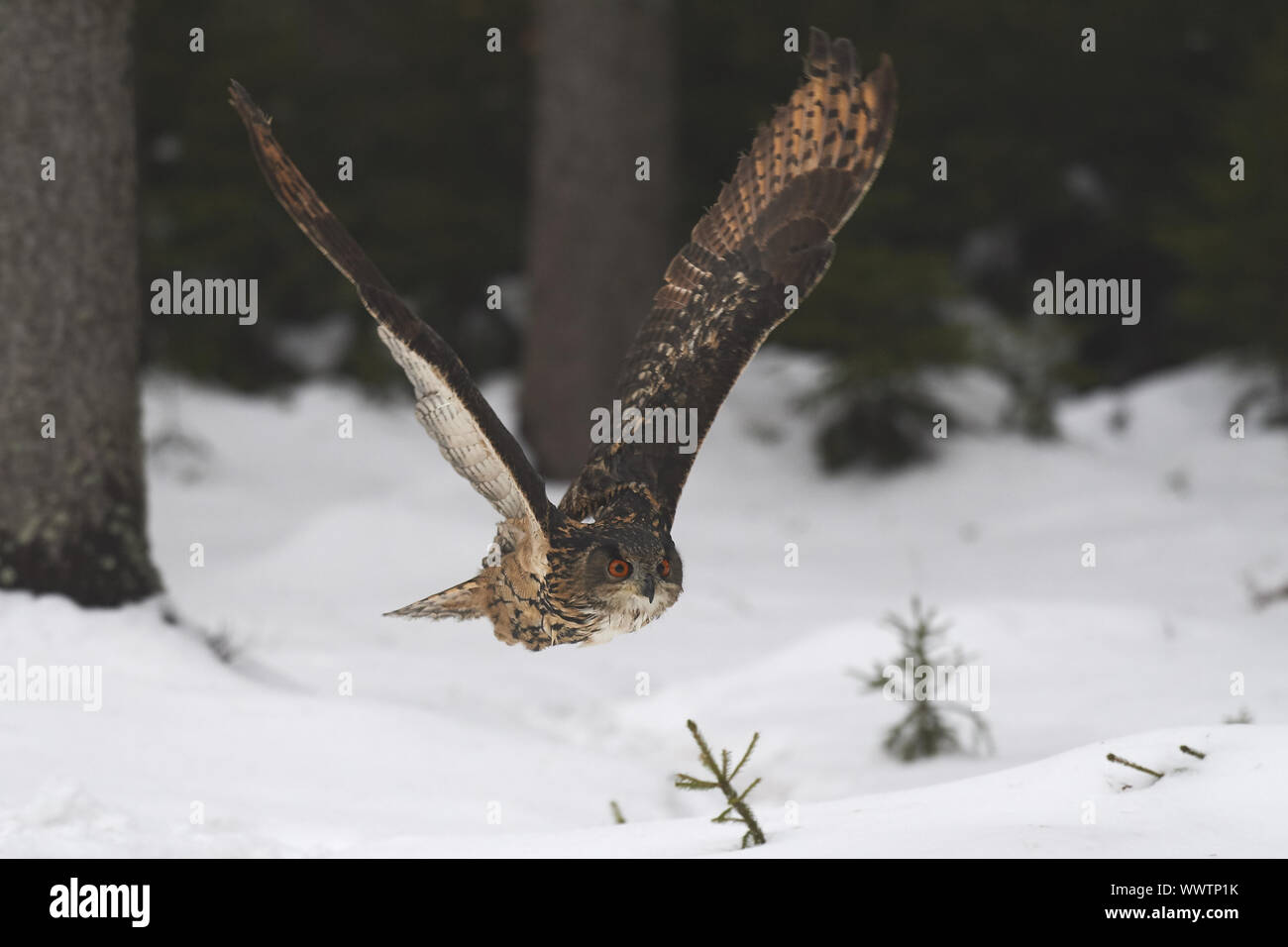 L Eagle Stock Photos L Eagle Stock Images Page 2 Alamy