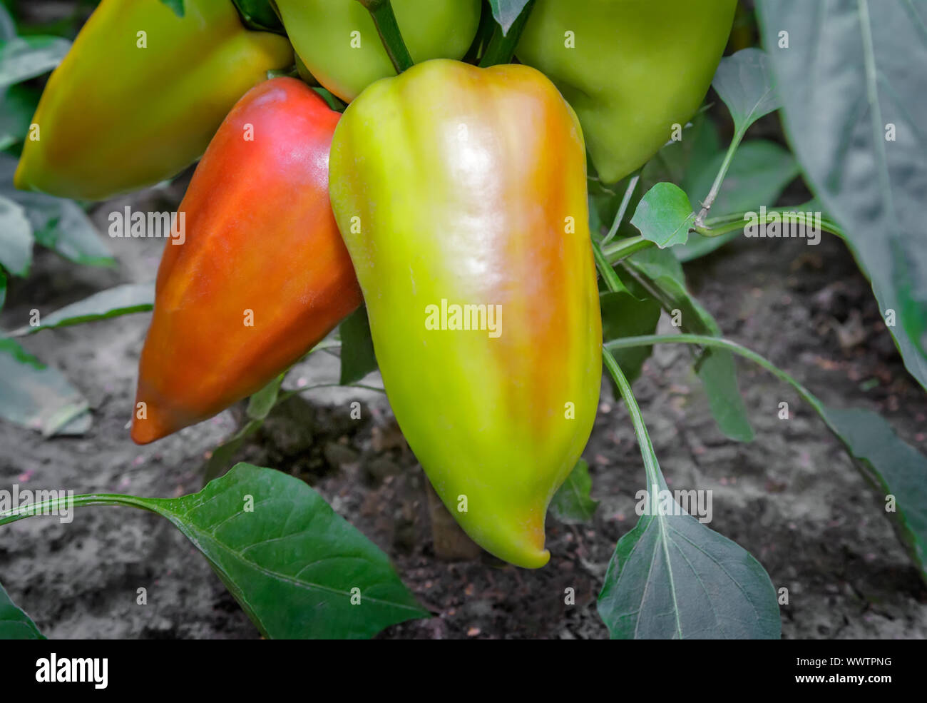 Large fruits ripen peppers in the garden. Stock Photo