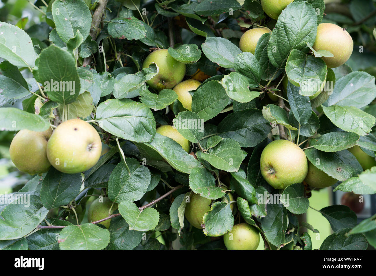 Belle de Boskoop apple, old variety, Germany, Europe; Stock Photo