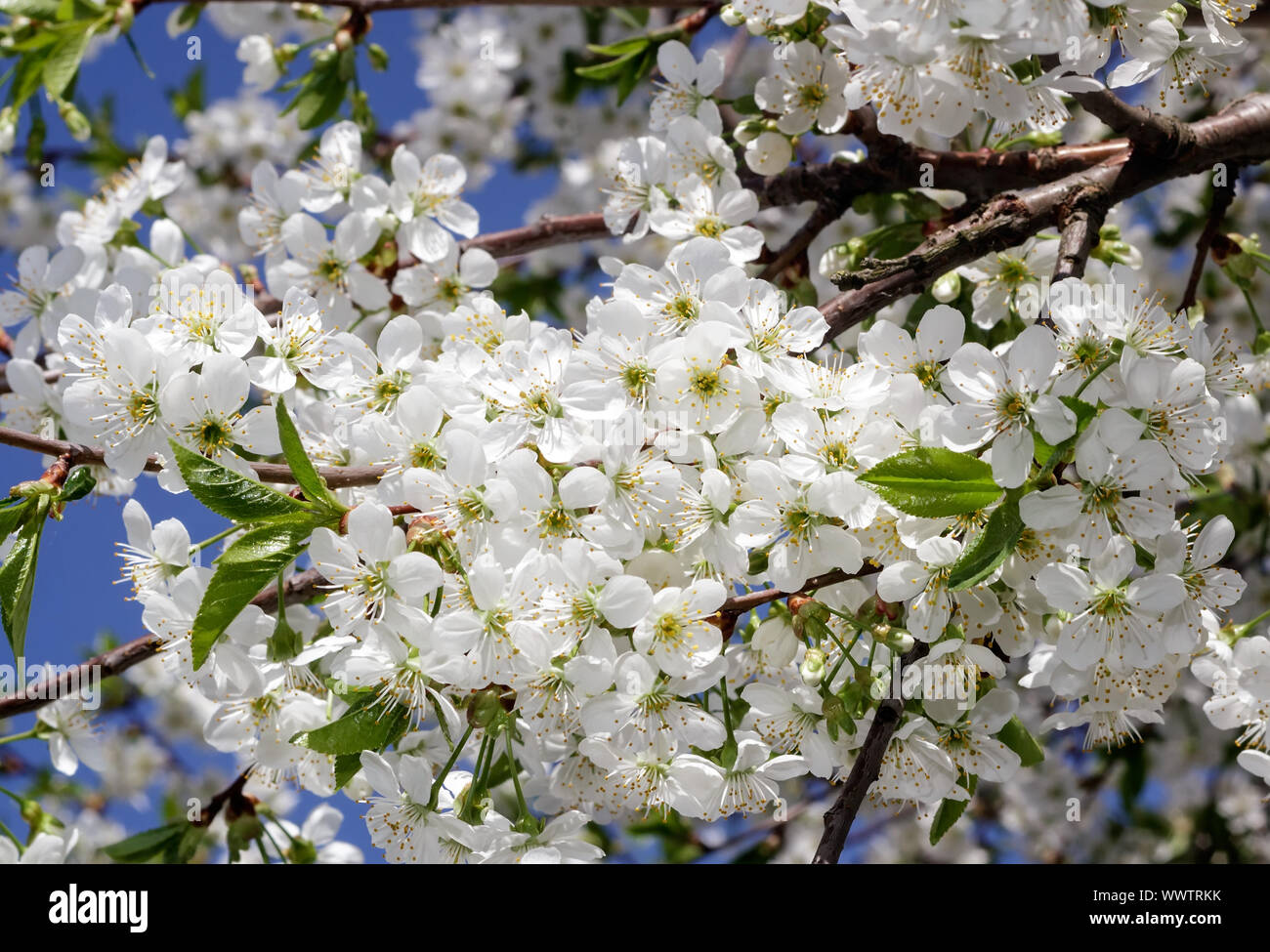 Branch of blossoming cherry against the blue sky. Stock Photo