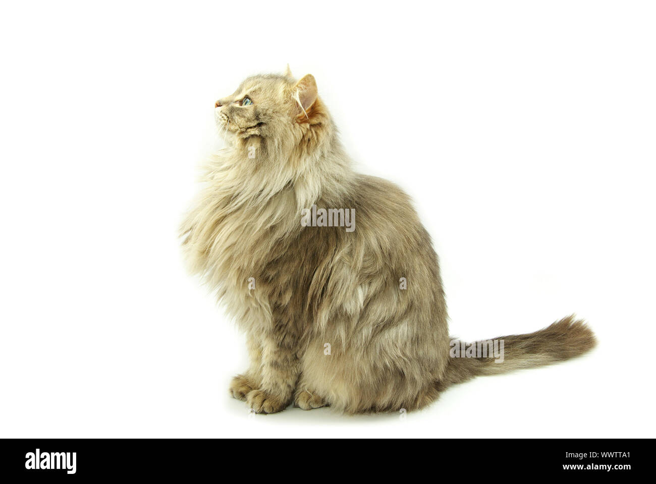 cat isolated on a white background Stock Photo - Alamy