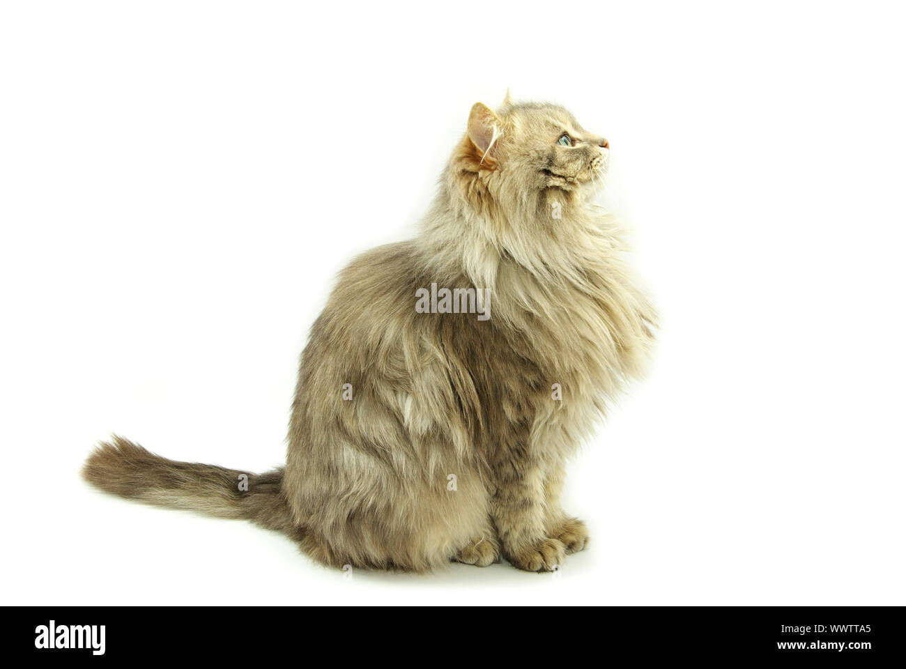 cat isolated on a white background Stock Photo - Alamy