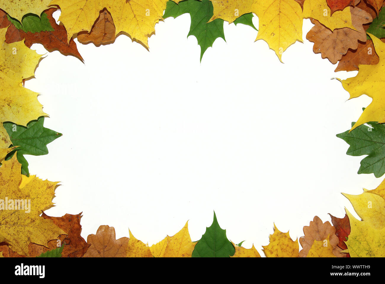 Frame with colored autumn maple leaves - white background Stock Photo ...