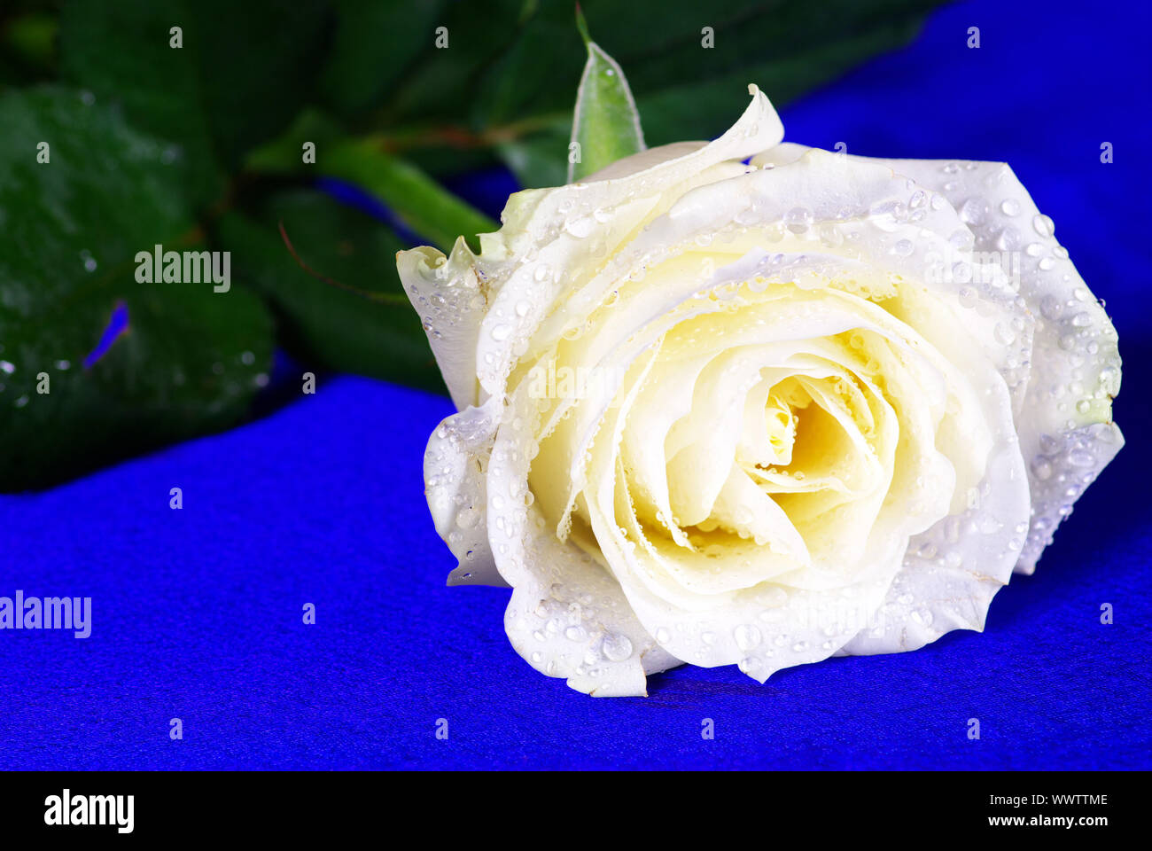 white rose is isolated on a blue background Stock Photo - Alamy