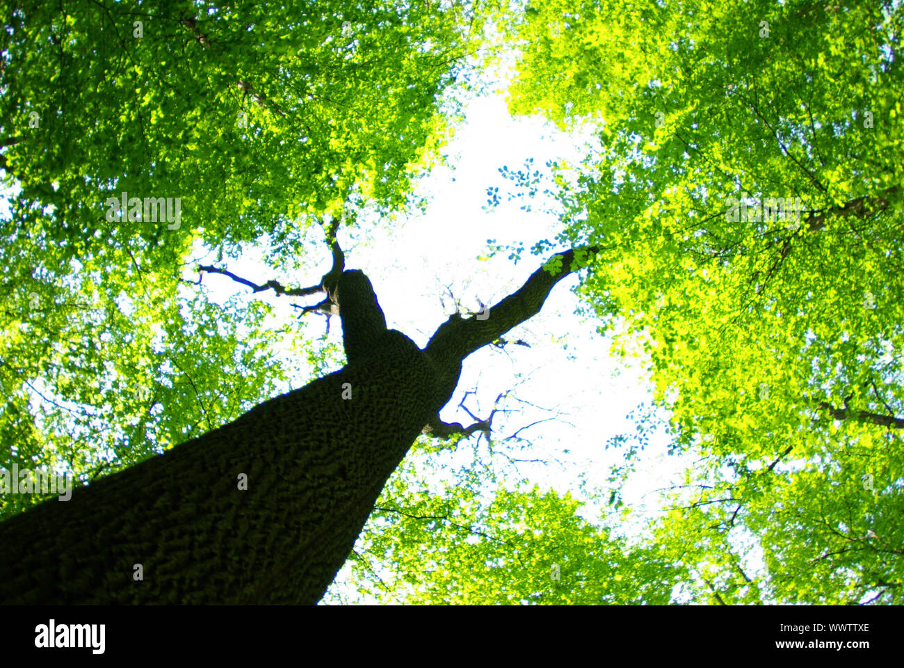 Early morning sun in the green forest Stock Photo - Alamy
