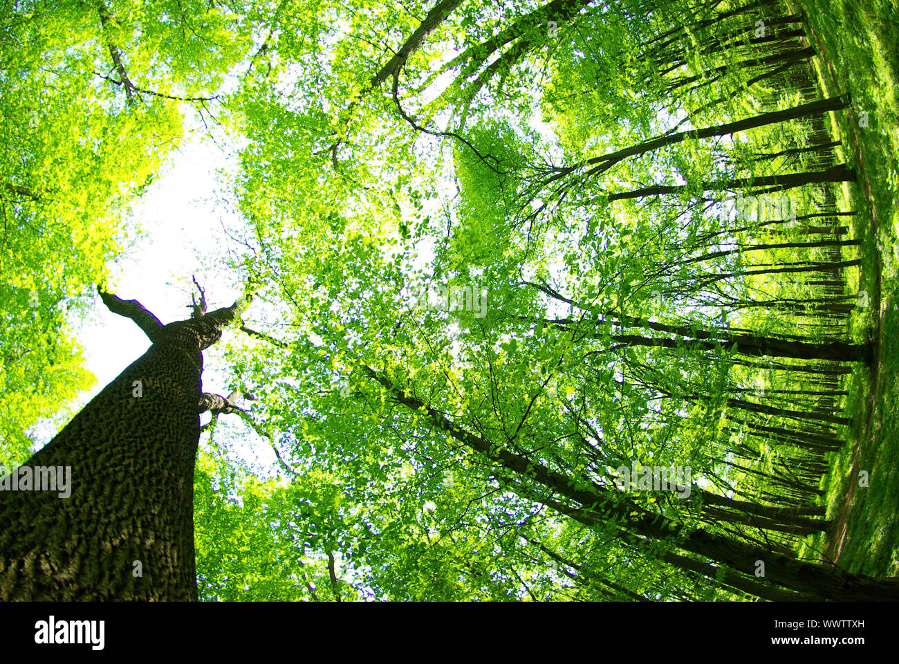 Early morning sun in the green forest Stock Photo - Alamy
