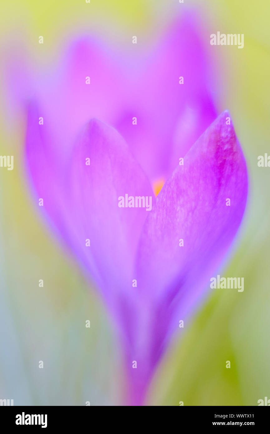 Intense spring hi-res stock photography and images - Alamy