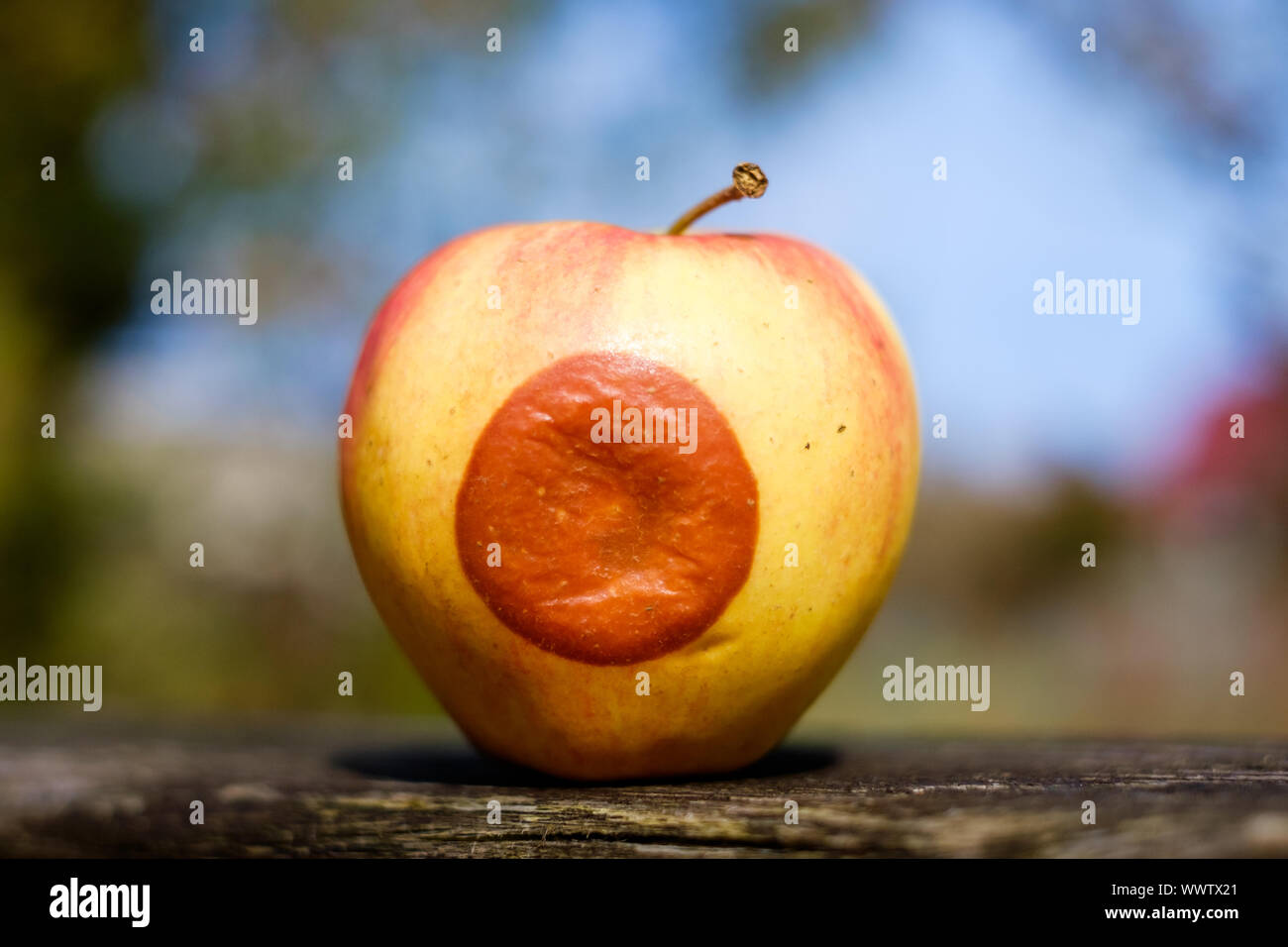 rotten apple Stock Photo