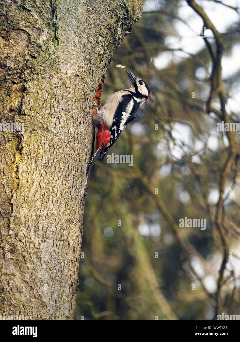 Spotted woodpecker (Dendrocopos major) Stock Photo