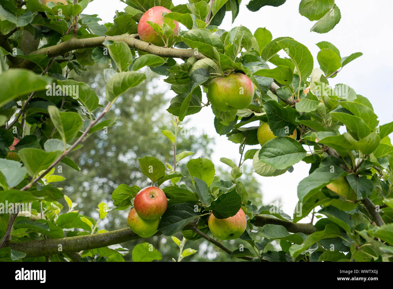 Ruhm aus Kirchwerder, apple, old variety, Germany, Europe; Stock Photo