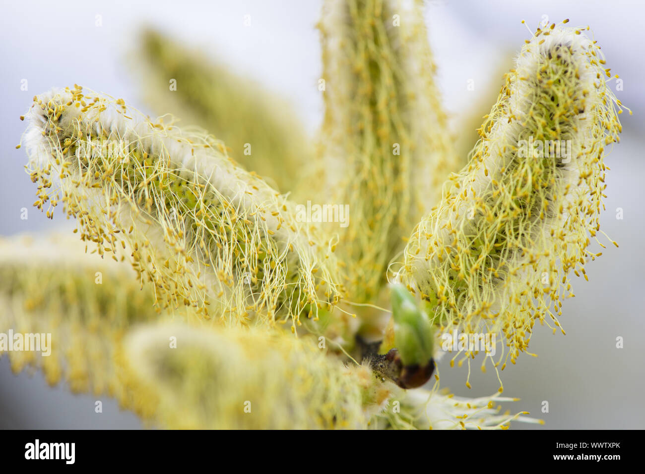 willow catkin pollen causes hay fever and allergy Stock Photo Alamy