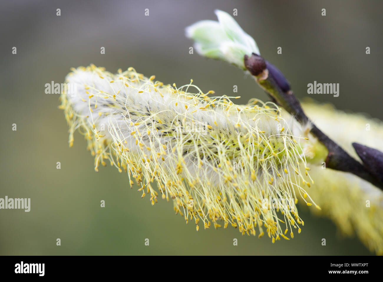 willow catkin pollen causes hay fever and allergy Stock Photo Alamy