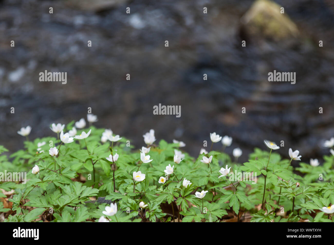 flowering anemones Stock Photo