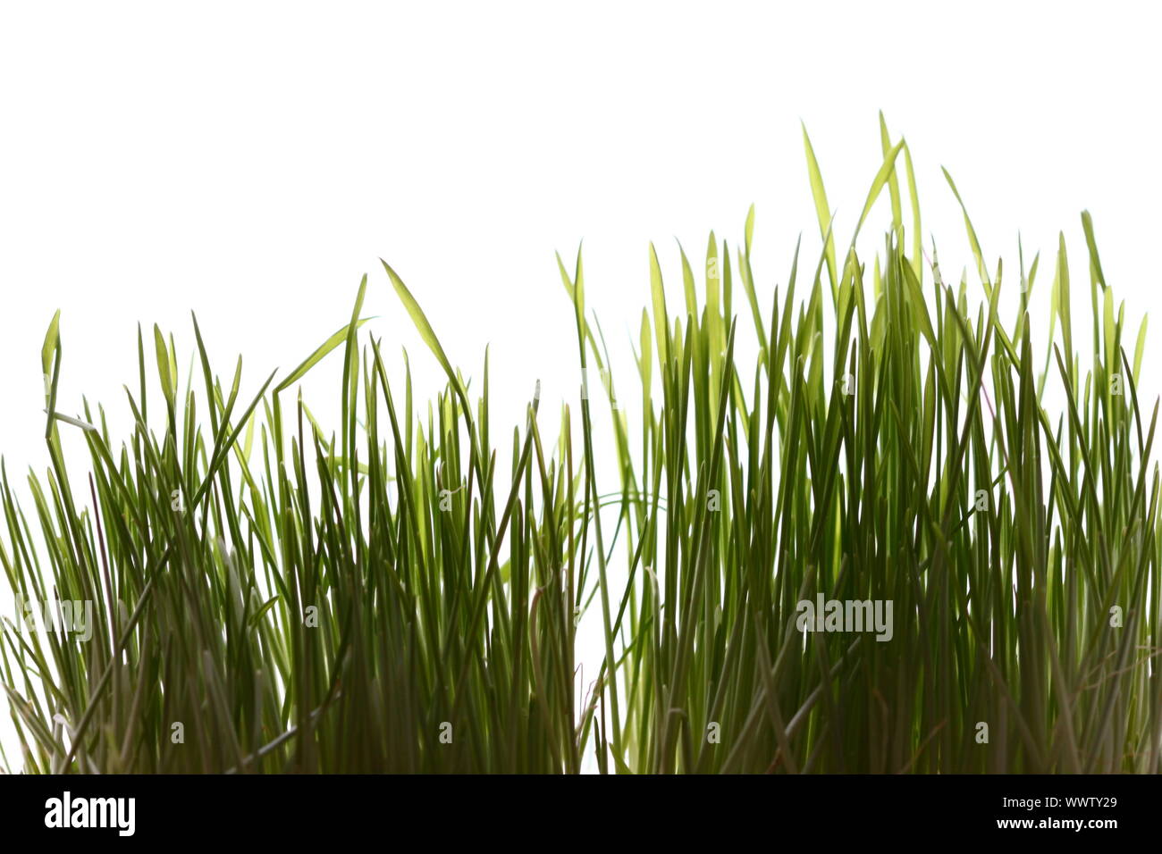 isolated green grass on white background Stock Photo - Alamy
