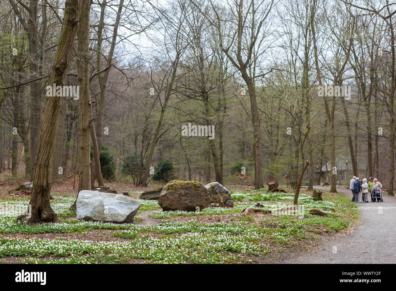 Kurpark Bad Suderode flowering Annemons Stock Photo