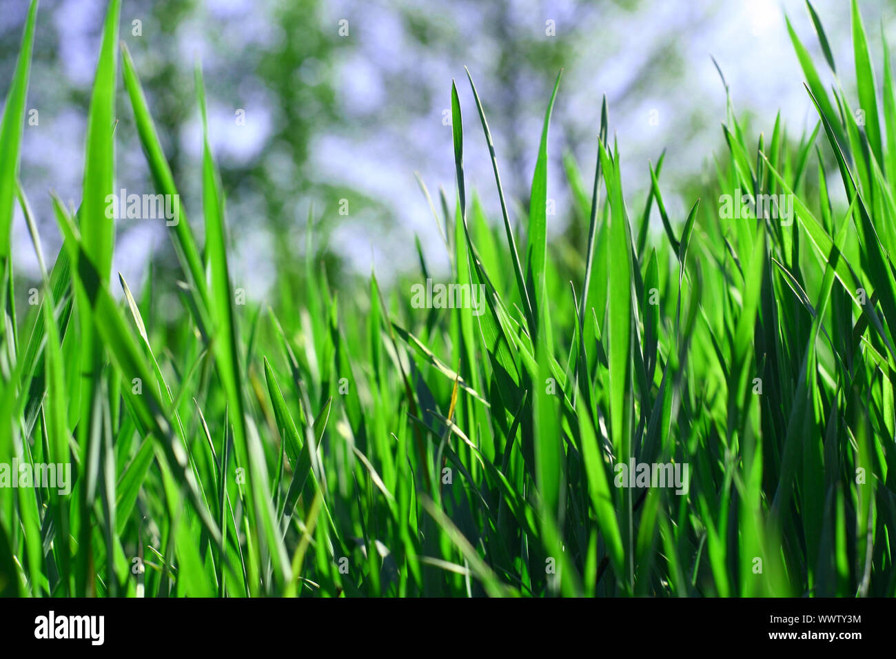 green-grass-field-nature-background-stock-photo-alamy