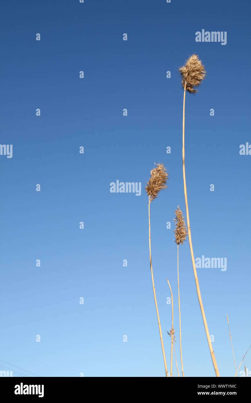 plants in blue sky nature Stock Photo - Alamy