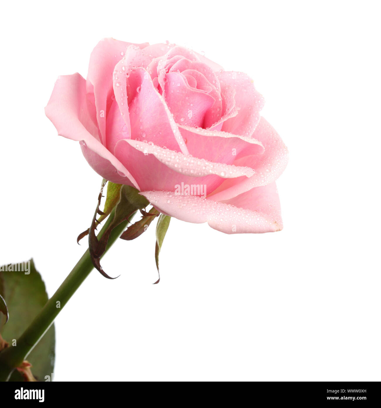 pink rose isolated on white background Stock Photo - Alamy