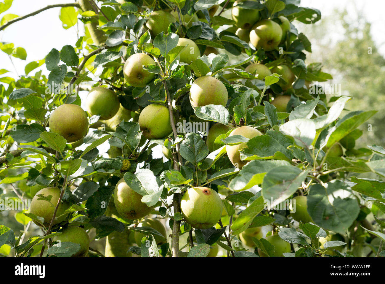 Jakob Lebel, apple, old variety, Germany, Europe Stock Photo