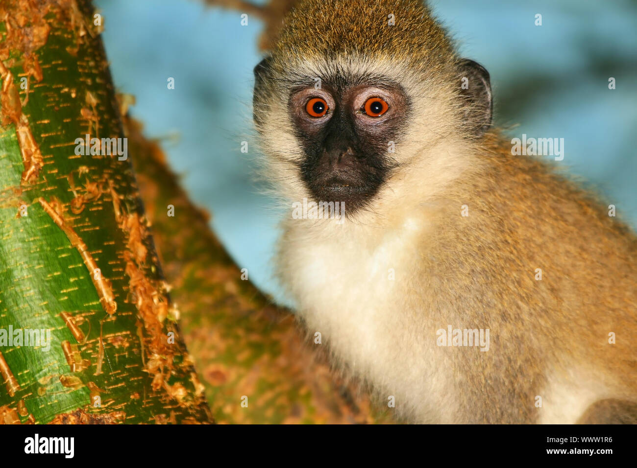 African forest monkey hi-res stock photography and images - Alamy