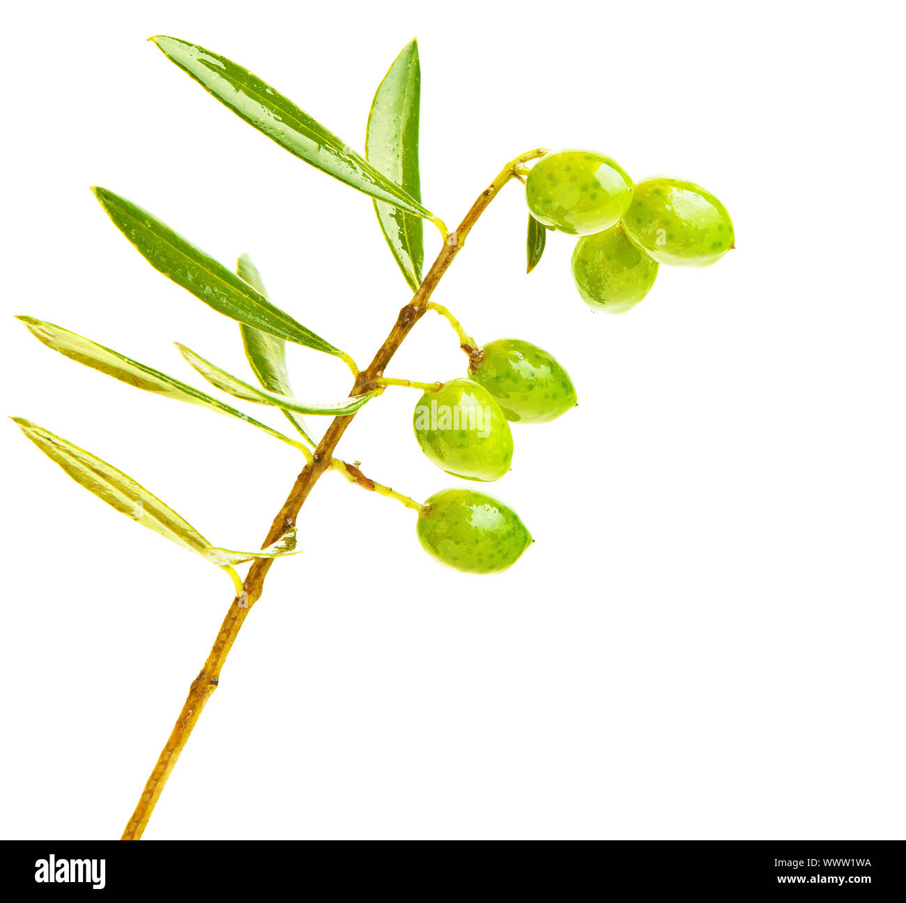 Fresh green olives branch Stock Photo - Alamy