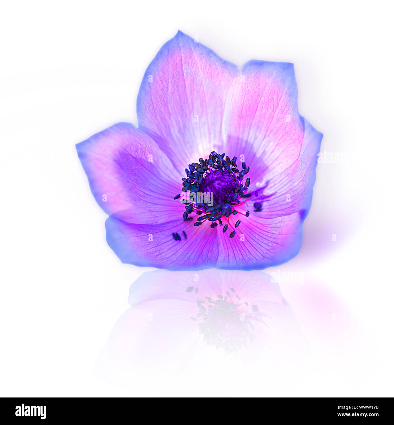 Macro of fresh spring purple wild flower head isolated on white background Stock Photo